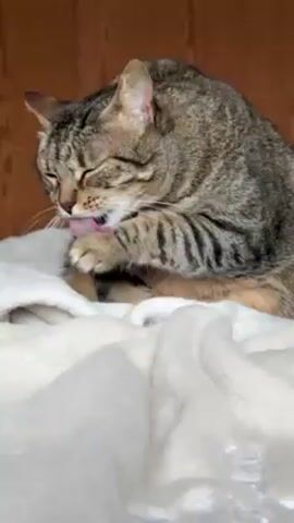 A tabby cat is sitting on a white blanket and grooming itself. The cat licks its paw and rubs it over its face. The cat then stops grooming and looks directly at the camera with a stern expression. The cat is indoors, with a wood-paneled wall behind it.