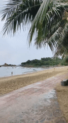 Nha Trang beach on a cloudy morning, umbrellas and palms.