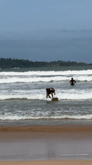 Morning beach activities and surfing lessons observed at Weligama