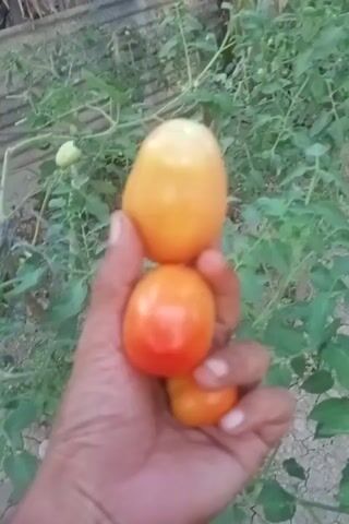 The video shows a hand holding three small, oval-shaped tomatoes. One tomato is yellow, and the other two are orange-red, suggesting they are ripe or ripening. The setting appears to be a garden or agricultural area, with green leafy plants visible in the background and foreground, possibly tomato plants. Bare earth and soil are also visible. On the left side of the frame, there are some wooden or bamboo structures, possibly part of a fence or plant support. The video then pans downwards, showing more of the garden ground, and briefly upwards. The activity focuses on presenting the harvested tomatoes within their growing environment in Puntimatangkuli, Indonesia. The time of day appears to be daytime.