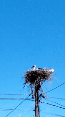 Stork observed nesting on utility pole amid power lines