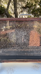 Bee hive and herb garden observed in Mexico City