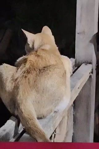 An orange and white cat sits on a wooden structure at night. The cat is facing away from the camera. There is a dark, blurred background, possibly including trees and another building.