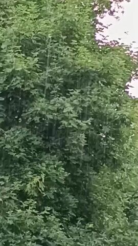The video shows a close-up of green foliage, likely tree leaves, on a cloudy or overcast day. There are visible streaks of rain falling through the leaves. The camera is positioned at an angle looking up into the trees, and the movement of the leaves suggests a gentle breeze. No people or other objects are discernible in the frame. The overall impression is that of a rainy day in a natural setting.