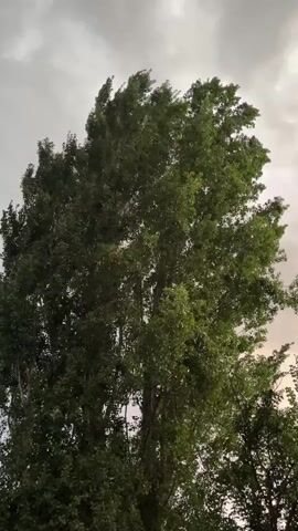 A tall, leafy tree stands against a cloudy sky. The leaves of the tree are rustling and swaying due to the wind. The sky is a mix of grey and white clouds, suggesting an overcast or stormy weather condition. The camera is positioned low, looking upwards at the tree and sky.