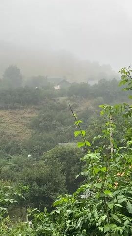 A natural landscape is shown with lush green trees and vegetation. In the distance, fog blankets a hillside where a few houses are visible. The weather appears to be overcast or rainy, as indicated by the diffused light and misty atmosphere. There are no people or discernible actions taking place in the video.