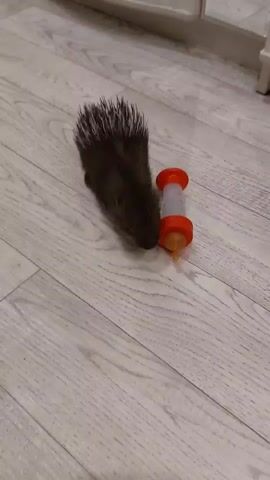 A baby porcupine is shown on a light-colored wooden floor. Next to it is a clear plastic bottle with a red nipple and cap, which appears to be a baby bottle. The porcupine is dark brown with white-tipped quills and has its head lowered as if sniffing. In the second clip, the porcupine is moving away from the bottle. In subsequent clips, the porcupine continues to move, and a blurry blue object and a person's leg in black pants appear in the frame.