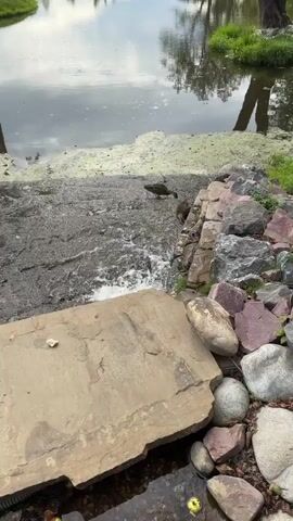 The video shows two ducks on a rocky incline next to a small waterfall. The ducks are brown and are walking along the rocks. The water is flowing over the rocks and creating white foam. The scene appears to be outdoors, with trees and a cloudy sky reflected in the water.