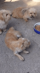 Dogs lounging outdoors near yellow blooms in Bucharest