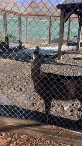 The video shows a deer inside a fenced enclosure. The deer is dark brown and has large ears. It is standing near the fence, and appears to be licking the fence. There is some snow on the ground inside the enclosure, and a small structure with a roof. The weather appears sunny and bright. The enclosure is surrounded by a wire mesh fence.