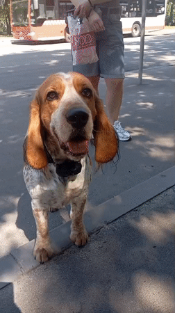 Basset Hound pauses on a Kharkiv sidewalk, camera-ready
