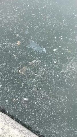 The video shows a body of water, possibly a harbor or a canal, covered with trash. Plastic bags, wrappers, and other debris are visible floating on the surface. The water appears murky and polluted. In the background, boats are docked along the shore, and trees and buildings can be seen. The sky is visible with some clouds. The camera is handheld and moves slightly, giving a first-person perspective of the polluted water. The overall impression is one of environmental neglect and pollution.