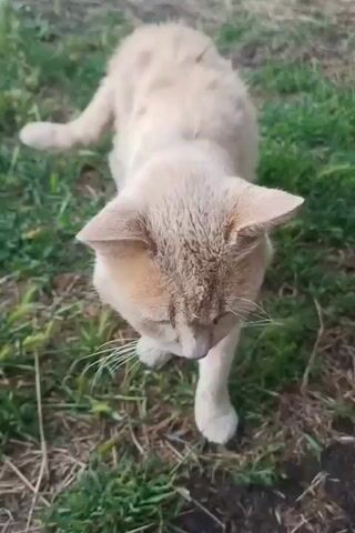 The video shows a close-up, top-down view of a light-colored cat with patchy fur standing on a grassy area with dry leaves and dirt. The cat's head is tilted down, and its whiskers are prominent. In the last few seconds, another cat, which appears to be a calico or tortoiseshell pattern, comes into the frame from the right, and the two cats sniff each other. The camera angle is from above, looking down at the cats.