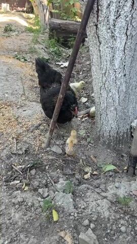 A black chicken is pecking at the ground near a tree. Three yellow chicks are clustered around the chicken. The ground is covered in dirt, leaves, and some scattered feed. A metal pole leans against the tree. The scene appears to be outdoors in a rural or backyard setting.
