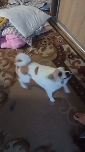 Lazy morning at home with a playful dog in Chuhuiv
