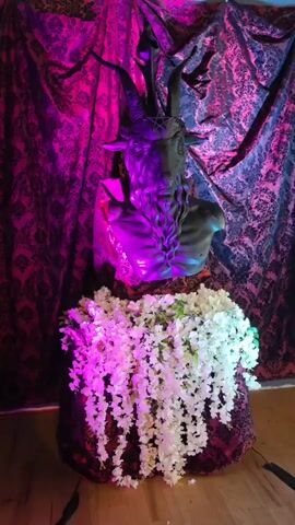 The media file presents an indoor scene featuring a dark, metallic-looking bust resembling Baphomet. The bust depicts a goat's head with prominent, curling horns, a long, braided beard, and a pentagram emblazoned on its forehead. It is dramatically lit with vibrant pink and purple hues casting from the left and blue light from the right, creating a striking visual contrast.

In front of the bust, a large, flowing arrangement of white flowers, possibly wisteria or similar cascading blooms, is displayed, adding a decorative or ceremonial element to the setup. The bust rests on a stand draped with a dark, patterned fabric that features a damask-like design, matching the material used for the background.

The background consists of this same patterned fabric, artfully draped and illuminated by the colorful lights, enhancing the theatrical and mystical atmosphere. The scene appears to be a static display, possibly part of a themed event, an art installation, or a ceremonial space, situated indoors. The use of artificial, colored lighting suggests an evening or nighttime setting. No visible text is present in the image. The location context for this scene is Baltimore, United States of America.