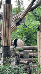Panda feeding time captured at Chenghua District zoo enclosure