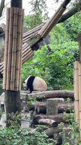 Panda feeding time captured at Chenghua District zoo enclosure