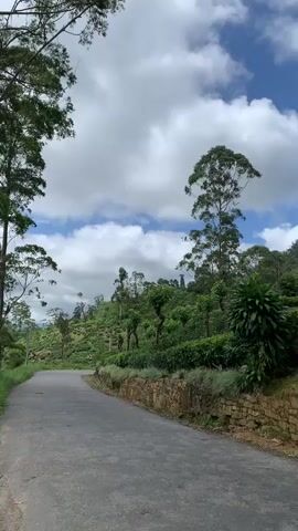 A paved road curves uphill through a lush green landscape. Tall trees with slender trunks line the left side of the road, their branches reaching towards a sky filled with dramatic clouds. The road then opens up to a breathtaking vista of rolling hills covered in tea plantations and dense forests, all surrounding a serene body of water. The sun peeks through the clouds, casting dappled light on the vibrant green scenery. The video pans from the road to the expansive view of the lake and the distant mountains.