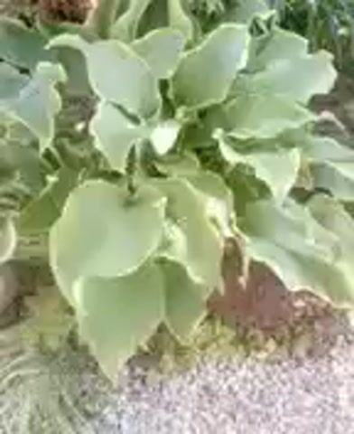 The video displays a close-up view of a plant with large, green leaves. The leaves appear to have a slightly wavy edge and a lighter green or white margin. The plant is situated outdoors, with soil and gravel visible in the background. The lighting suggests it is daytime. There are no people or animals visible in the frame. The camera is mostly stationary, with some slight movements or vibrations. The focus is on the plant's foliage.