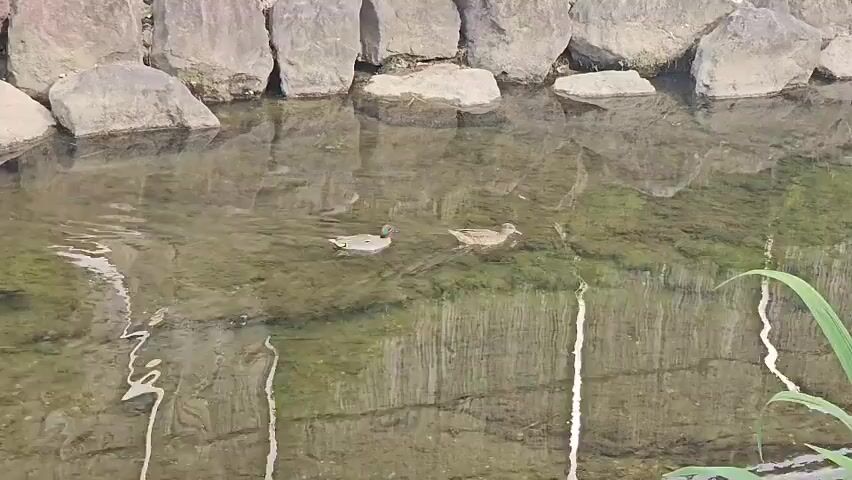 The video shows two ducks swimming in a stream. The stream has rocks along the banks and green algae growing in the water. Reeds are growing along the water's edge in the foreground. The water is clear enough to see the stream bed. The rocks and reeds are reflected in the water.