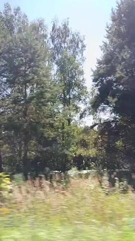 The video shows a panning shot of trees and foliage from a moving vehicle. The trees are lush and green, with some sunlight filtering through the leaves. The lower part of the frame shows a blur of green, likely the ground or vegetation passing by. The sky is visible at the top, appearing clear and blue. There are no people or discernible objects in the frame, only the natural environment. The movement suggests the perspective of someone traveling, possibly by car or train, through a wooded or rural area.