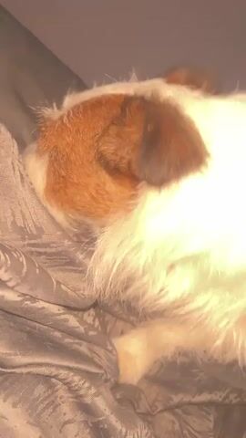A dog is lying on a bed with gray sheets. The dog is white with brown patches on its head and back. The dog's face is partially obscured by its paw. The camera is moving slightly, causing some blur. In the last frame, the dog is looking at the camera. The room appears to be dimly lit.