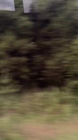 The video is a blurred, shaky, first-person perspective shot, likely taken from a moving vehicle. It shows a side view of a natural environment with trees and green vegetation. There are also brief glimpses of what appear to be structures or signs, but they are too indistinct to identify. The lighting suggests it is daytime.