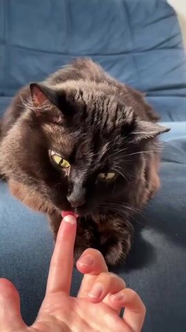 A dark-haired cat with yellow-green eyes is on a dark blue couch. The cat is licking the tip of a person's finger. The person's hand is in the foreground of the video. The cat's body is visible from the chest up. The cat appears to be grooming the finger.