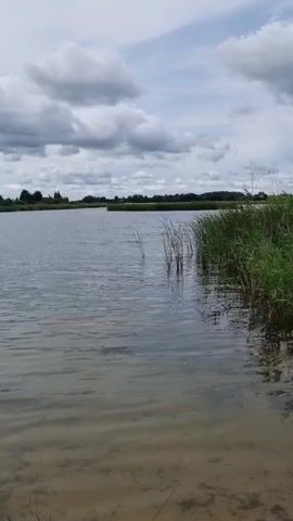 The video shows a body of water, likely a lake or pond, with a sandy bottom visible in the foreground. Tall green grass and reeds grow along the right bank. In the distance, a treeline is visible on the far shore, with a few scattered buildings or structures. The sky is partly cloudy with dramatic, dark clouds dominating the upper portion of the frame. The water is calm with small ripples. There are no people or animals visible in the video.
