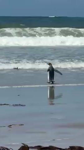 The video depicts a King Penguin standing in shallow water on a beach. It has its wings slightly extended and appears to be maintaining balance. The beach is sandy with some scattered seaweed. In the background, there are waves breaking on the shore, and two dark shapes that may be other penguins can be seen in the water. The water reflects the penguin and sky.