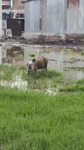 The video shows a brown pig with black markings on its back and head foraging in a muddy, grassy area. The pig is facing to the left and appears to be eating grass or roots. In the background, there is a corrugated metal building and some debris. The ground is wet and appears to be partially flooded in some areas. The overall environment seems to be an outdoor, possibly rural or semi-urban setting.
