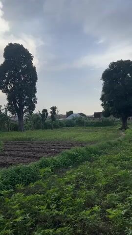 This media file captures a rural landscape in Rafin Par, Nigeria, under a cloudy sky that suggests it could be early morning or late afternoon. The scene is dominated by lush greenery, with fields of crops and tall trees forming the backdrop to a few scattered buildings and communication towers in the distance.

In the foreground, a dirt path winds through the vegetation, bordered by dense, green plants. Further into the scene, cultivated fields with tilled soil are visible, suggesting agricultural activity. Several large trees stand prominently, their dense canopies providing shade.

A few people are present in the scene, engaged in activities that appear to be related to farming or daily life in the village. One person is seen walking on the path, while others are scattered among the fields, their actions indistinct due to the distance. The overall atmosphere is peaceful and serene, conveying a sense of rural life. The presence of communication towers indicates a blend of traditional living with modern infrastructure. There is no visible text in the media file.