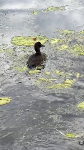 A juvenile duckling swims in murky water, its brown feathers visible as it paddles. The water is covered in patches of green algae or scum. In the background, the side of a green boat is visible, partially submerged in the water. The duckling moves from right to left across the frame, leaving a slight wake behind it.