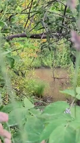The video shows a view of a small, muddy body of water surrounded by dense green foliage. The water appears still, with some plants growing in and around it. The surrounding vegetation consists of various shades of green leaves and branches, with some hints of yellow and brown in the background. The scene is framed by larger green leaves in the foreground, suggesting the viewpoint is looking through a screen of leaves. The lighting suggests it is daytime, likely overcast or in a shaded area, as there are no harsh shadows. The overall impression is a natural, somewhat overgrown, watery environment.