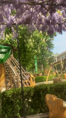 Man enjoys drinks at wisteria-covered cafe in Varna