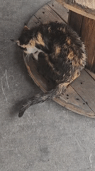 Cats fed and groomed in makeshift shelter, Bulgaria