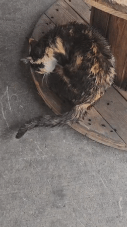 Cats fed and groomed in makeshift shelter, Bulgaria