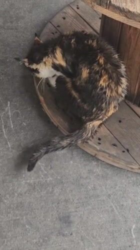 Cats fed and groomed in makeshift shelter, Bulgaria