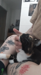 An afternoon with several cats, indoors and out