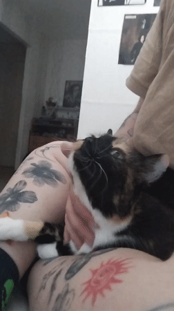 Afternoon at home with several cats