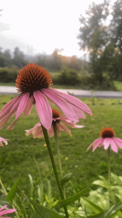 Pattersonville, United States
