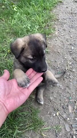 A small, fluffy, tan and black puppy is sitting on a dirt path next to a patch of green grass. The puppy is looking up at a person's hand that is held out to it. The puppy reaches out with its left paw and gently touches the person's palm. The puppy then brings its mouth to the hand and appears to be nibbling on it. The person's hand is large and pink. The puppy's tail is visible and appears to be short. The environment is outdoors with green foliage in the background and scattered small rocks on the ground.