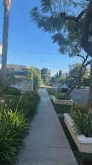 Residential property with palm trees filmed in Los Angeles