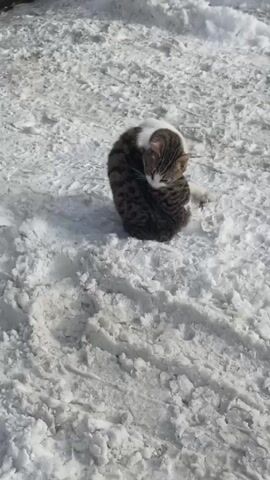A cat sits curled up in a ball in the snow. The cat is brown, white and gray striped with white paws. It sits in a patch of snow with clumps of snow next to the cat. The cat is turned in on itself with its face and paws close to its body.  A building with a pile of snow is in the background.