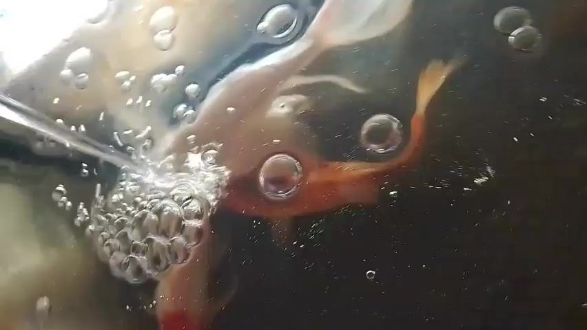 Two fish are in water. One fish is white and the other is orange and white. Bubbles are rising in the water.