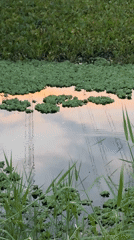 Sunset over a water hyacinth pond in northern Thailand