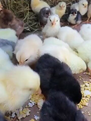 A group of baby chicks are clustered together. Most of the chicks are yellow or white, but there are also some brown and black ones. The chicks are pecking at food that appears to be small pieces of egg yolk. They are in an enclosure with a background of straw or hay. The lighting is natural, and the camera is positioned at eye level with the chicks.