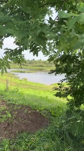 A video shows a view through green leaves of a body of water. The water is calm and reflects the sky. The surrounding land is covered in green grass and there are some dirt patches visible in the foreground. In the distance, there are trees and vegetation. The scene appears to be outdoors and natural.