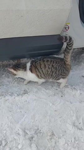 A cat walks in the snow near a car. The cat is mostly brown and white with dark stripes. It walks towards the camera and then turns to the side. The car is partially visible in the background, covered in dirt near the tires.  The ground is covered in white snow with visible tracks.